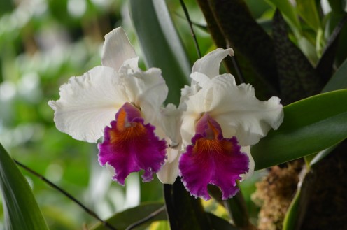 Photo 8 - More frilly, with lovely purple or magenta colors with the white, and gold in the center.