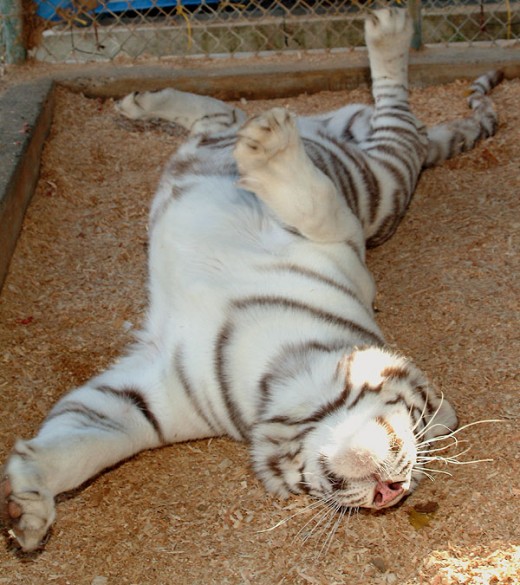 White tiger stretching 