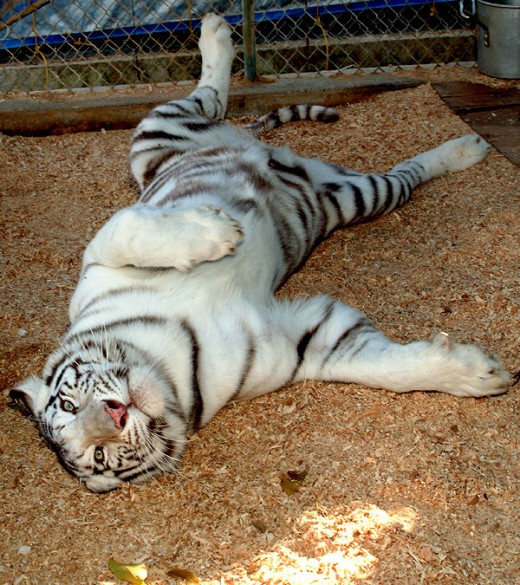 Belly up white tiger