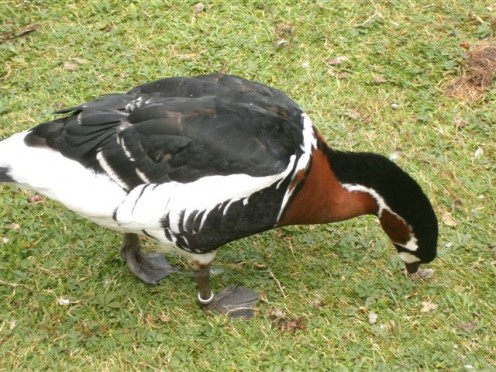 Solitary duck looking for the elusive worm.