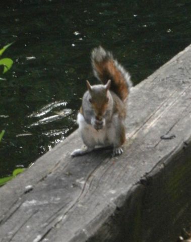 Brazen squirrel in Green Park--gnawing away, oblivious to visitors.