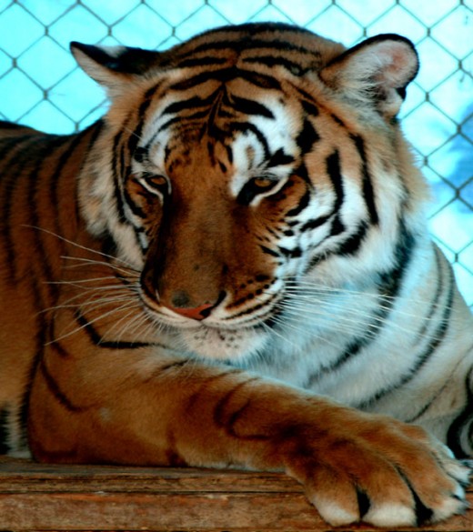 Bengal tiger face