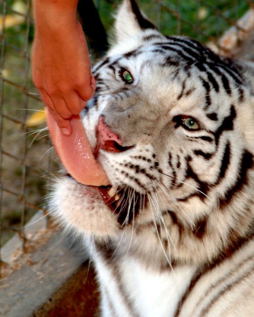 White tiger - hand feeding meat
