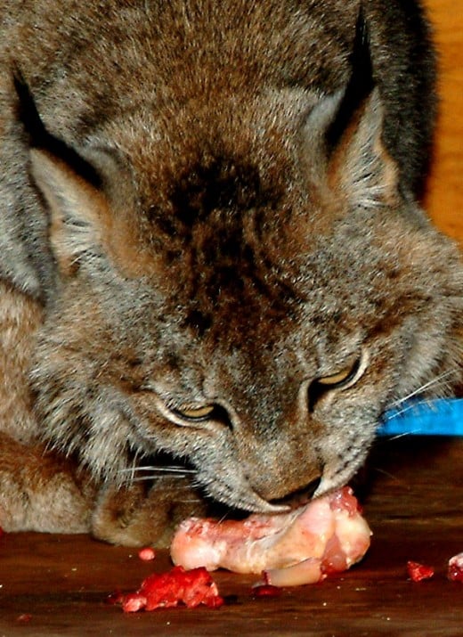 Bobcat eating meat
