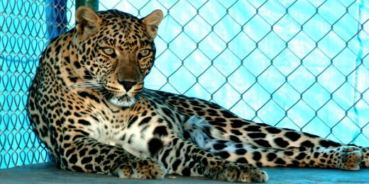 Lounging Leopard