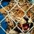 Leopard behind chain link fencing