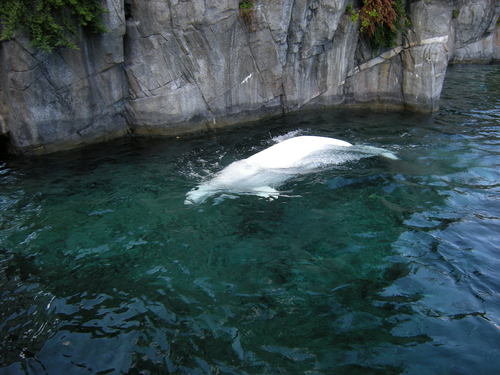 The Beluga Whale shown in this photo, is one of many marine life mammals that can be seen at the Mystic Aquarium. Within the Aquariums doors you will also be able to view a diverse selection of fresh and saltwater fishes as well.