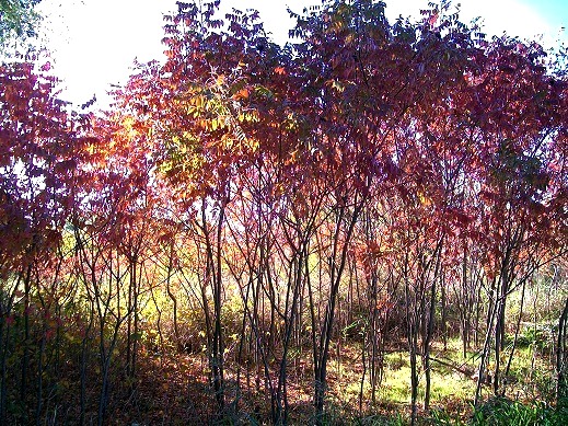 Bright sun shafts backlight the red and golden color of autumn shrubs.