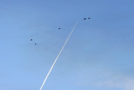 Laser tag!  These geese looked to be escaping the tip of the chemtrail being exuded in the morning sky.