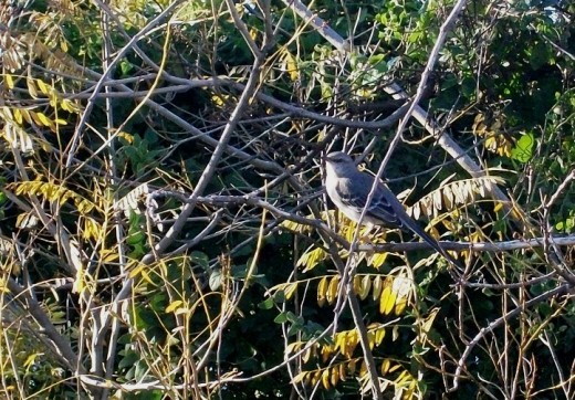 This Mockingbird sat eying me while I crept closer and closer, making sure I did not touch the drying poison ivy branches around its haven.