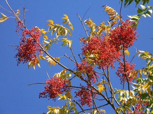 Bountiful berries on this autumn-glorified tree will be delectable food for some hungry bird, and probably an early worm too. 
