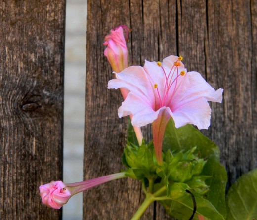 This delicate pink Four-o-clock  portrait  was taken near a wooden fence that offered some shelter from windy gusts.
