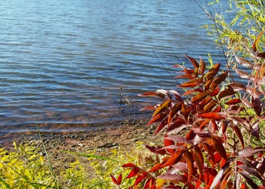 Autumn painted leaves overlooking a grassy shoreline surely brighten the scene of clear water ripples. It could be called  'autumn-colored- music'.