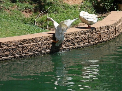 Back again to the green Hafer pond, I watch this duck jump to the stone wall to snip on grass with a friend.  The friend was evidently afraid to watch him miss his jump.