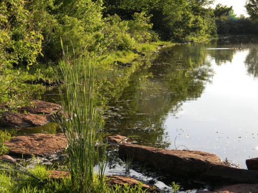 The southernmost rocky shore of Beckham-Rudkin pond is filled with minnows in spring and summer.  And sometimes a snake or two.