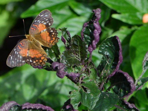 Photo 1 - A Butterfly with Orange and Red on its wings.  This is the only butterfly in the hub that I am not sure what the name is.  I thought it was a Ruby Lacewing, but it is not.