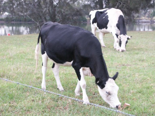 cow manure as fertilizer