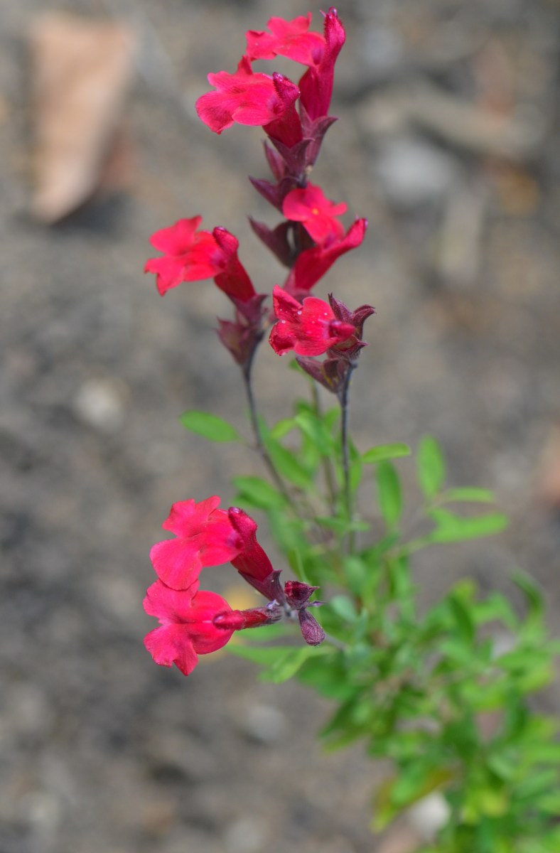 Photo 3 - I believe these are small, red, penstemon flowers.  
