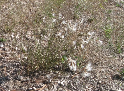 This is what a Narrowleaf Milkweed plant looks like from a distance at the end of October.