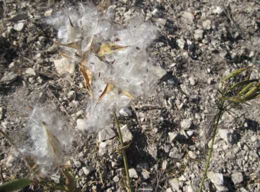 Each seed is attached to a bit of the slik which will carry it on the wind to plant a new milkweed.