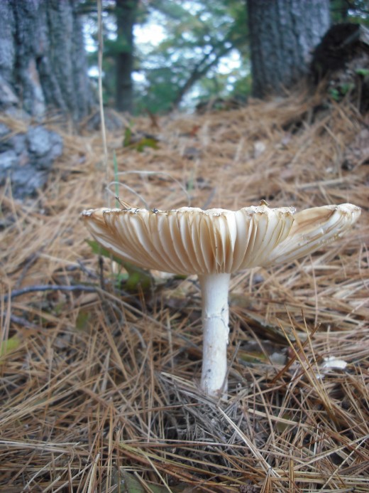 Mushroom - so there!