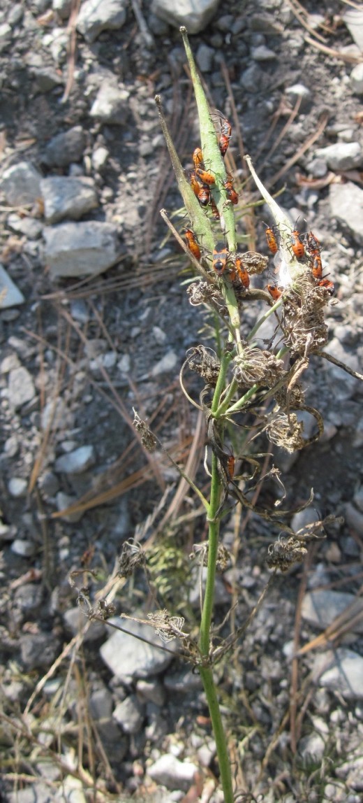 This group of milkweed bugs works on both pods and newly exposed silk to find seeds. 