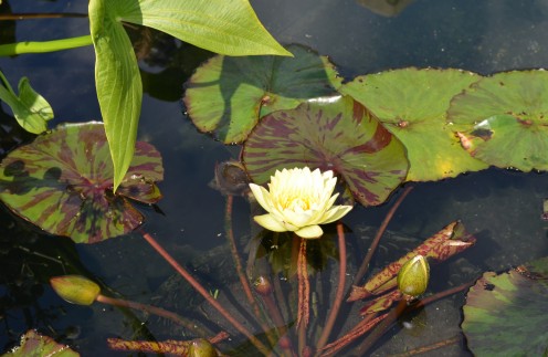 Photo 7 - Yellow Water Lily