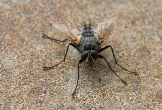 This cool fellow was evidently trying to warm himself on the concrete slab.  Really a good-looker, don't you think?   It wasn't a housefly.  Maybe a baby horsefly?