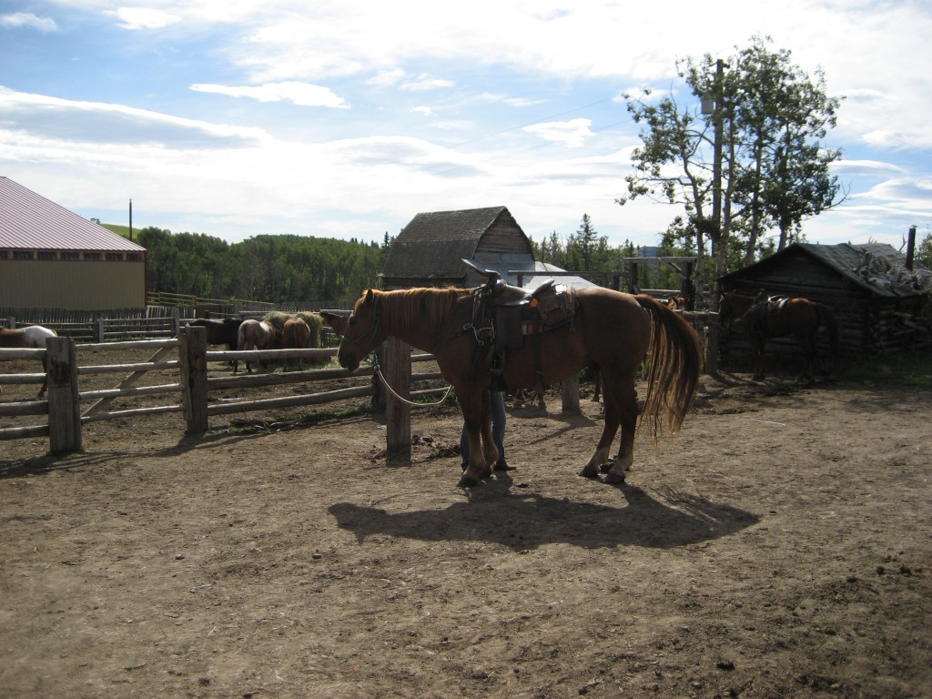 Dealing With The 'Hot' Horse HubPages