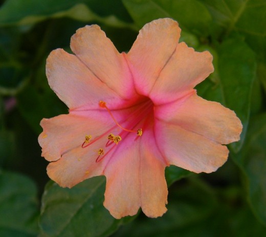 This peachy neon Four-o-clock with a hot pink star is one of the more fragrant colors that have genetically mixed themselves over the 20  years I have grown them.  Some South American  tribes use their corms-similar to a sweet potato- for food.