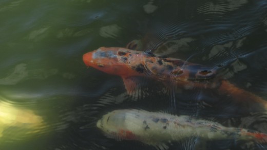 Koi fish in the pond behind Koele Lodge