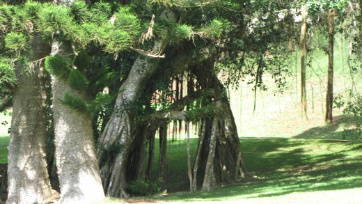 Banyan tress with roots that reach the ground