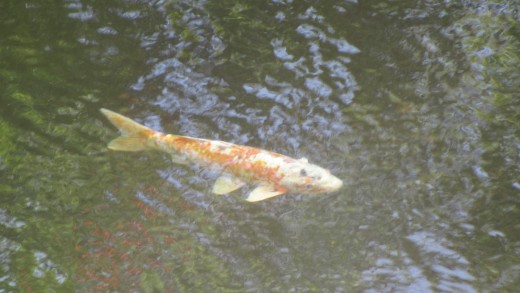 More koi fish in the water