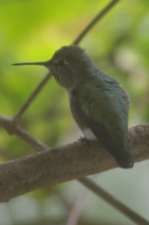 Adult Anna's Hummingbird