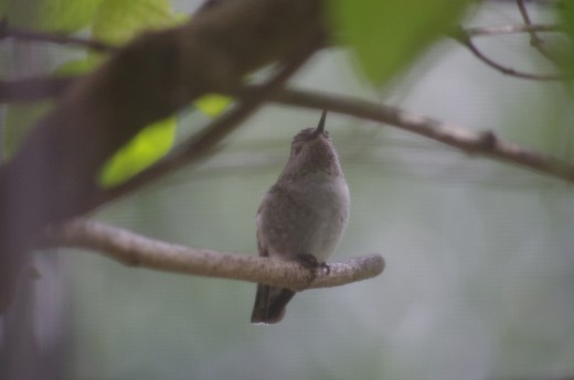 Juvenile Anna's Hummingbird