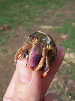 Hermit Crab Care: Building a Natural Crabitat