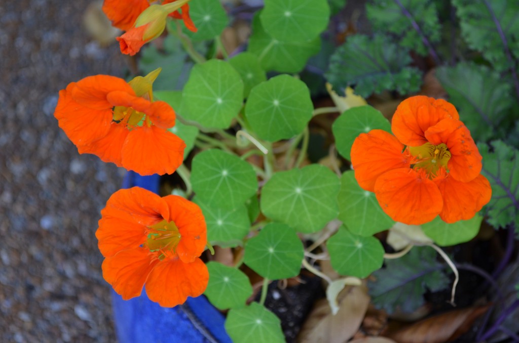 Nasturtium Flowers - A Photo Gallery of Nasturtiums and Facts | HubPages