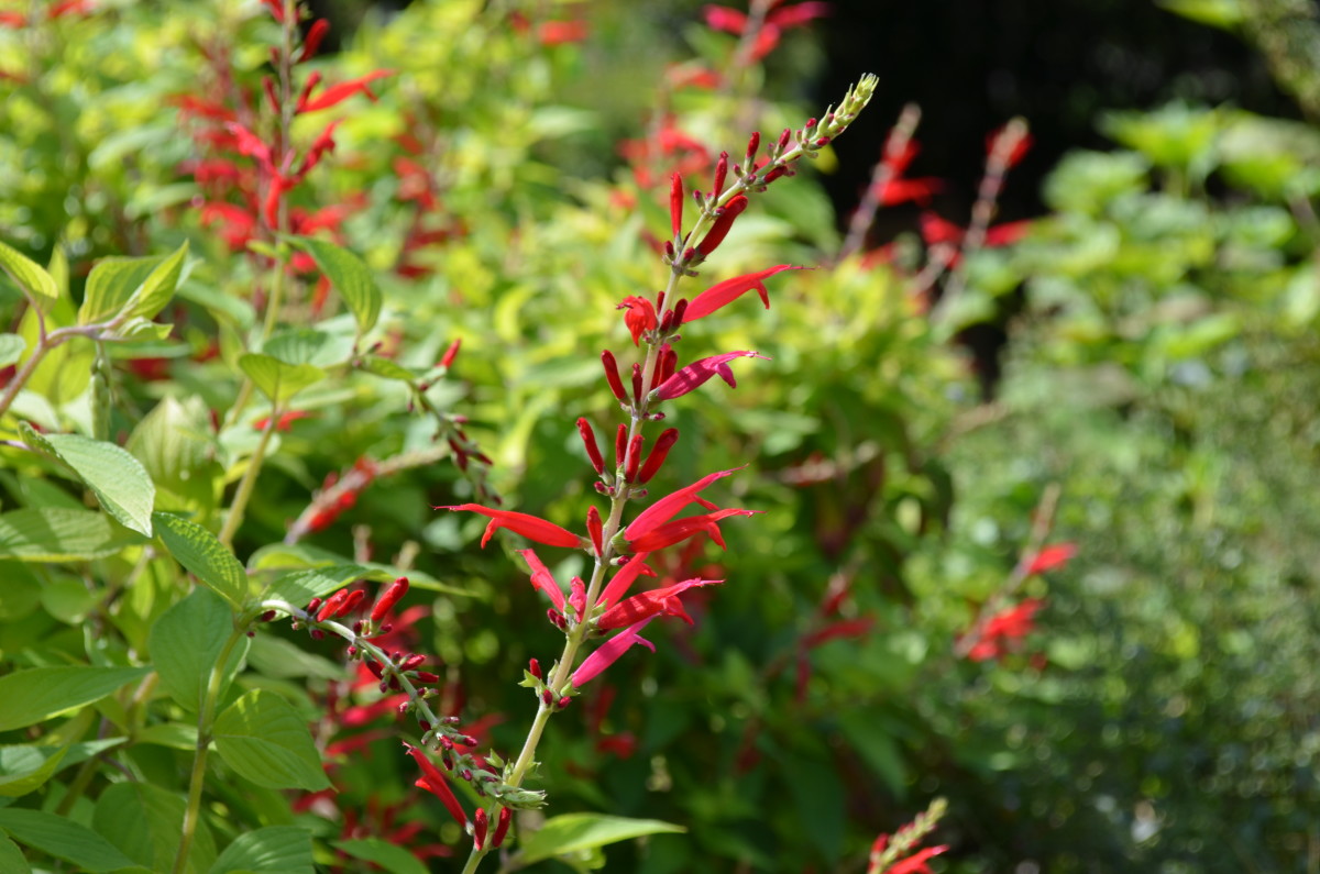 Photo 7 - Red Flowers
