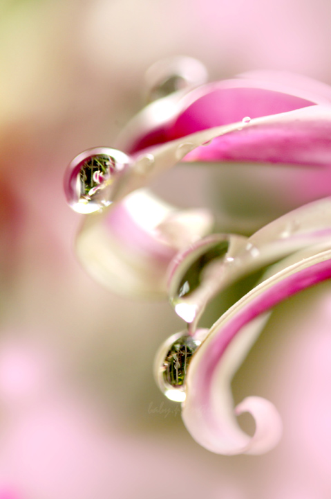 pink drops
