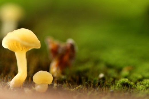 Less than a centimeter tall fungus creating a kind of fairlyland with the surrounding green