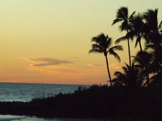The palms turn dark with a golden sunset backdrop.