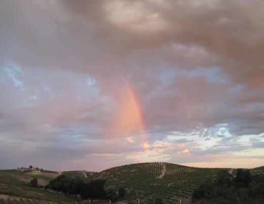 Rainbow Blesses a Vineyard In Templeton, California
