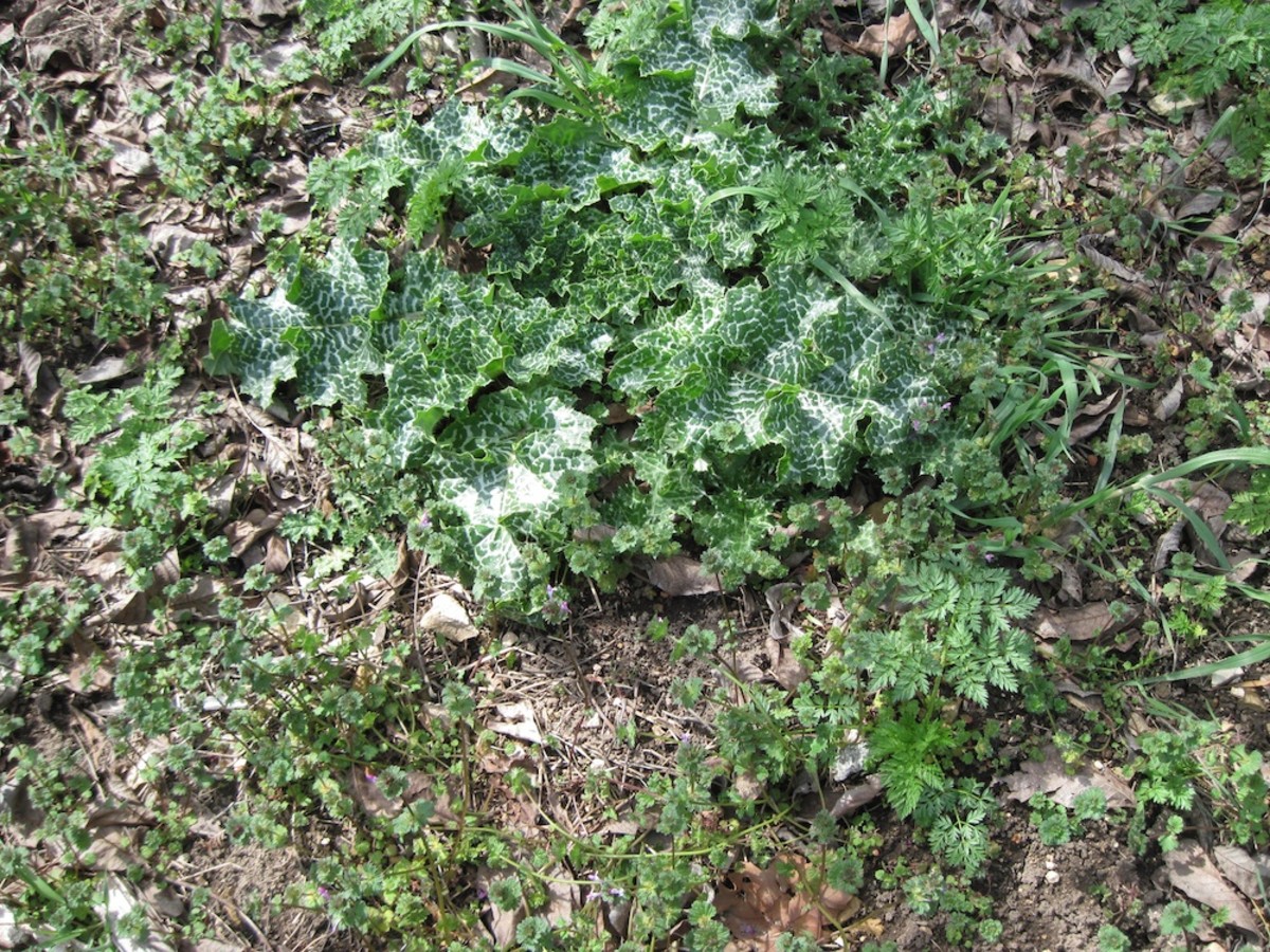Milk Thistle and Hemlock: The Prickly and the Poisonous ...