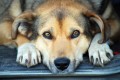 How to Management Helps Prevent Dogs From Urinating in the House