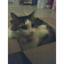 Hiding in a box 