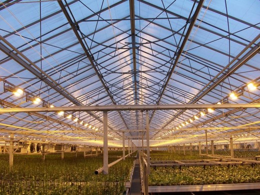 Green house. Growing vegetables in a greenhouse during the winter can have worse environmental consequences than meat. 