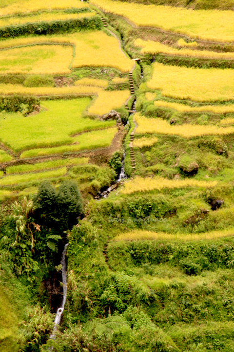 Canals form the irrigation system of the rice terraces. Observe also the steps alongside the canals. Please click on the photo for a bigger view