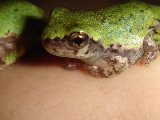 Tree Frogs. ©2010 Sarah Haworth.
