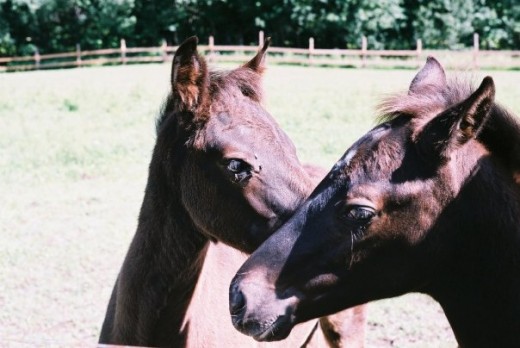 Foals. Canadian-Morgan-Quarter Crosses. ©2010 Sarah Haworth.