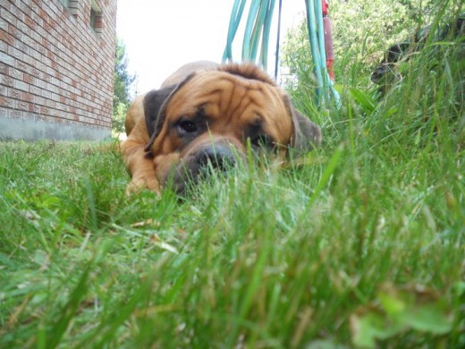 Toby. English Mastiff Puppy. ©2011 Sarah Haworth.